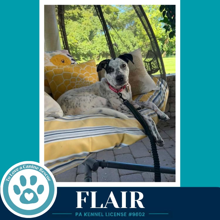 Photo of Flair (Speckled Six) 082226