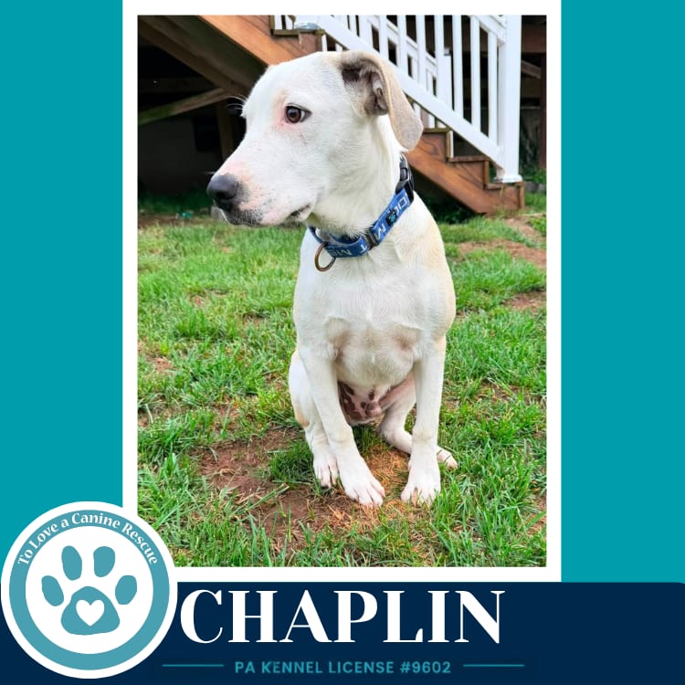 Photo of Chaplin (Silent Film Stars) 082226