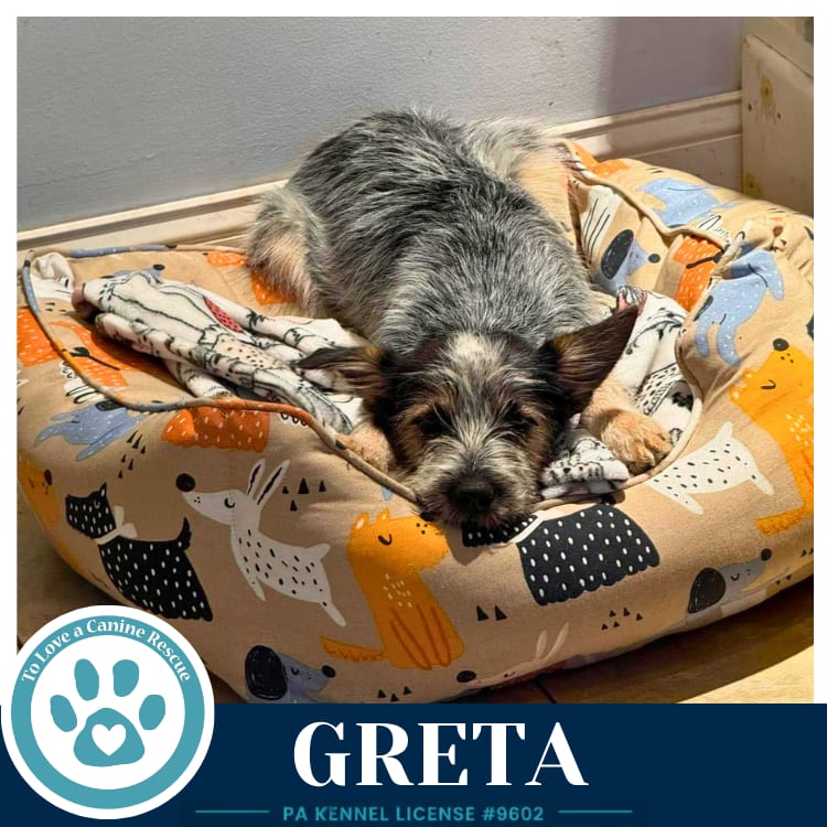 Photo of Greta (Gee Pups) 082226