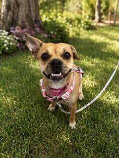 Photo of Luna