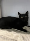 Photo of Cat
