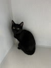 Photo of Cat