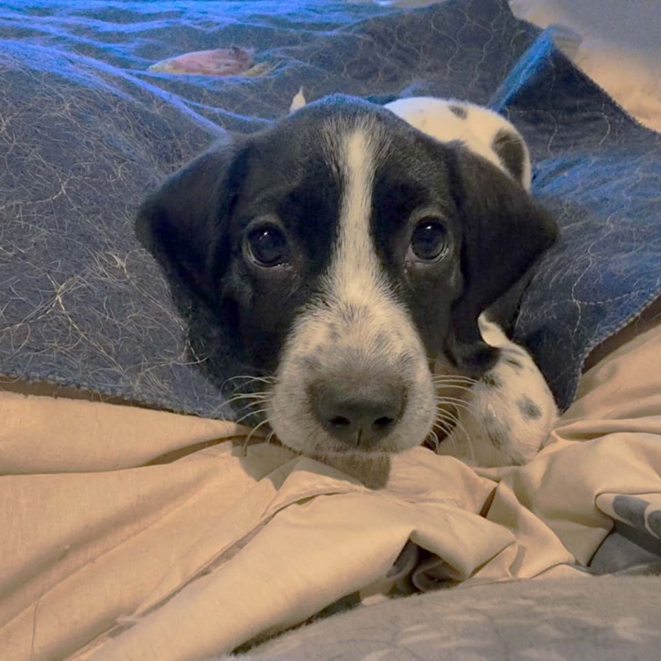 Photo of Odie