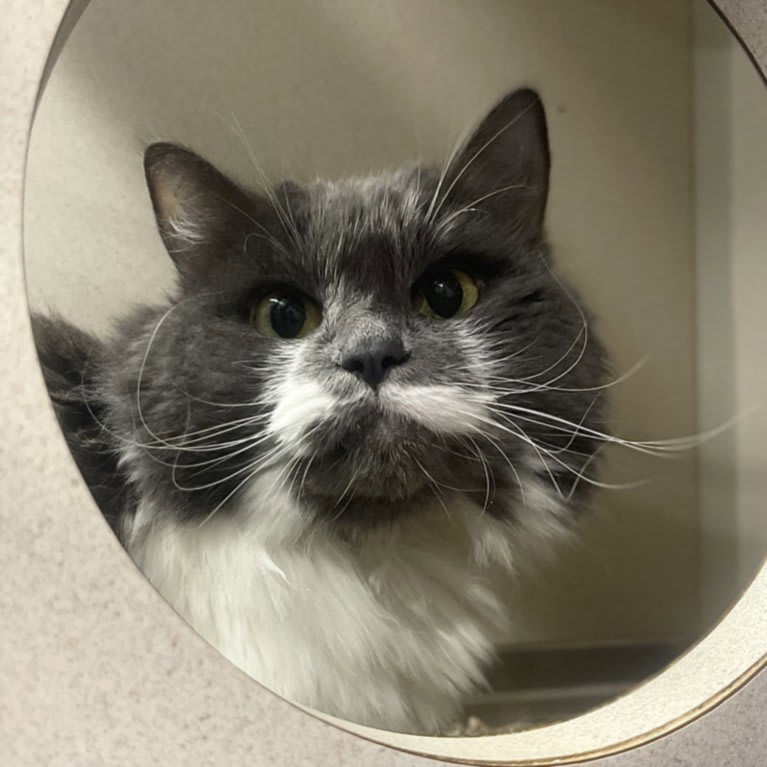 Photo of KITTY