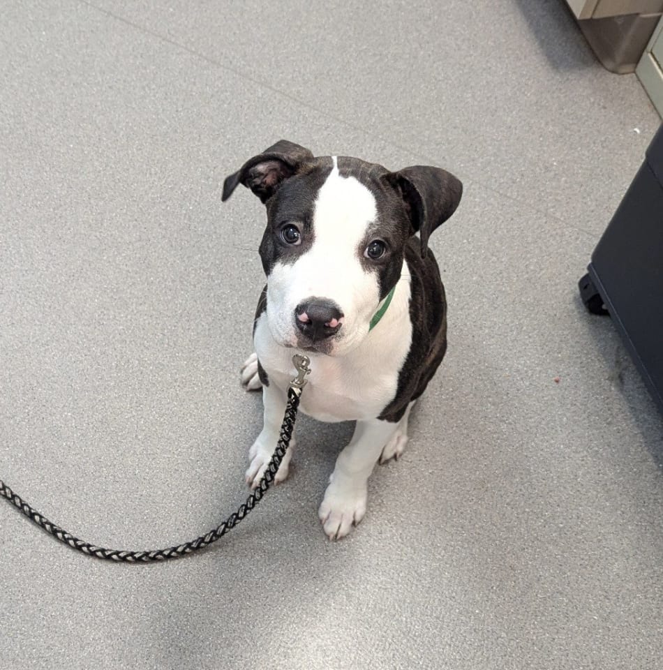 Photo of Maximus