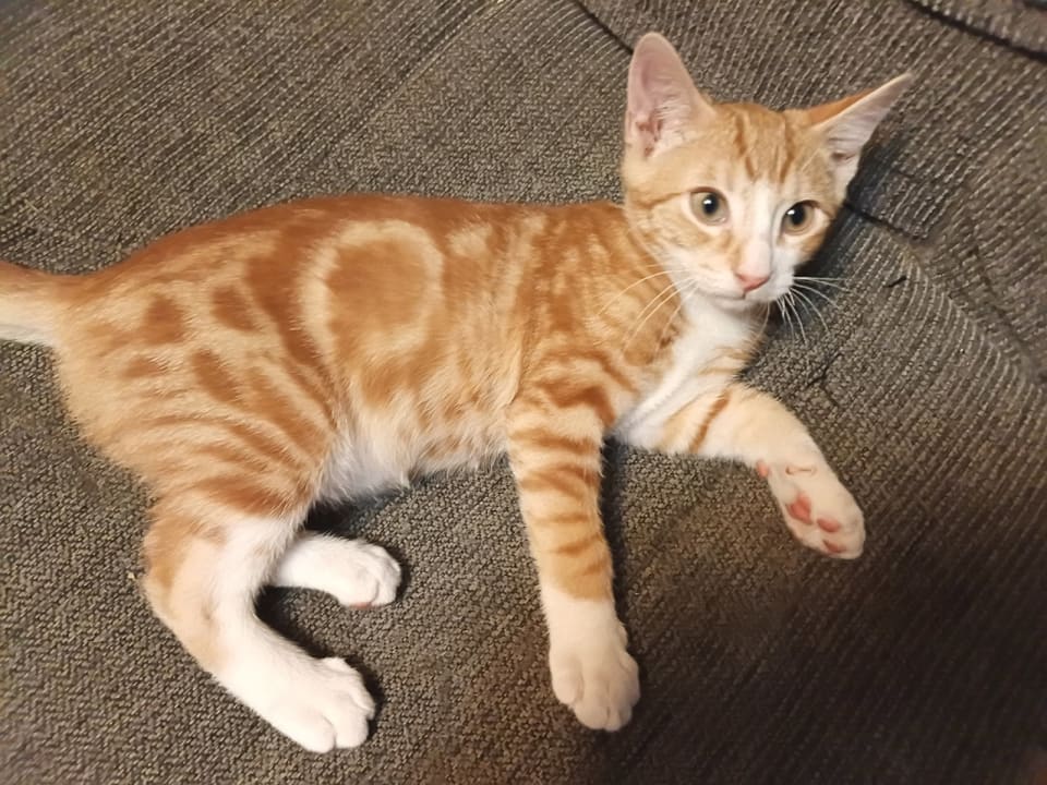 Photo of CLANCY