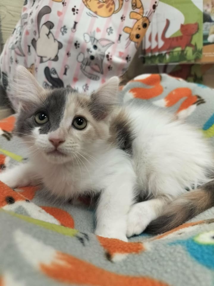 Photo of Zuri
