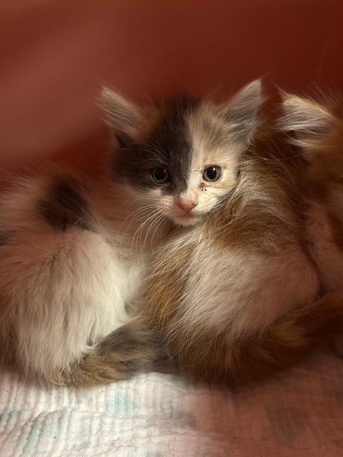 Photo of Zuri