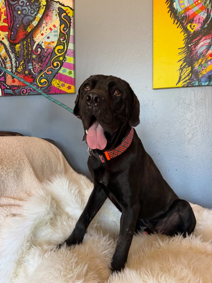 Photo of Bronx I AM GOINGTO FOSTER TO ADOPT!