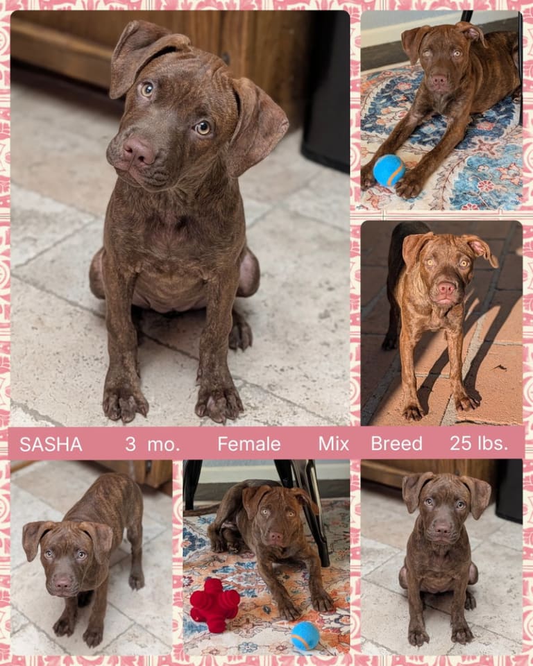 Photo of SASHA