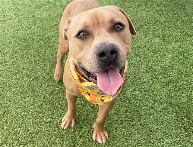 Photo of SCOOBY