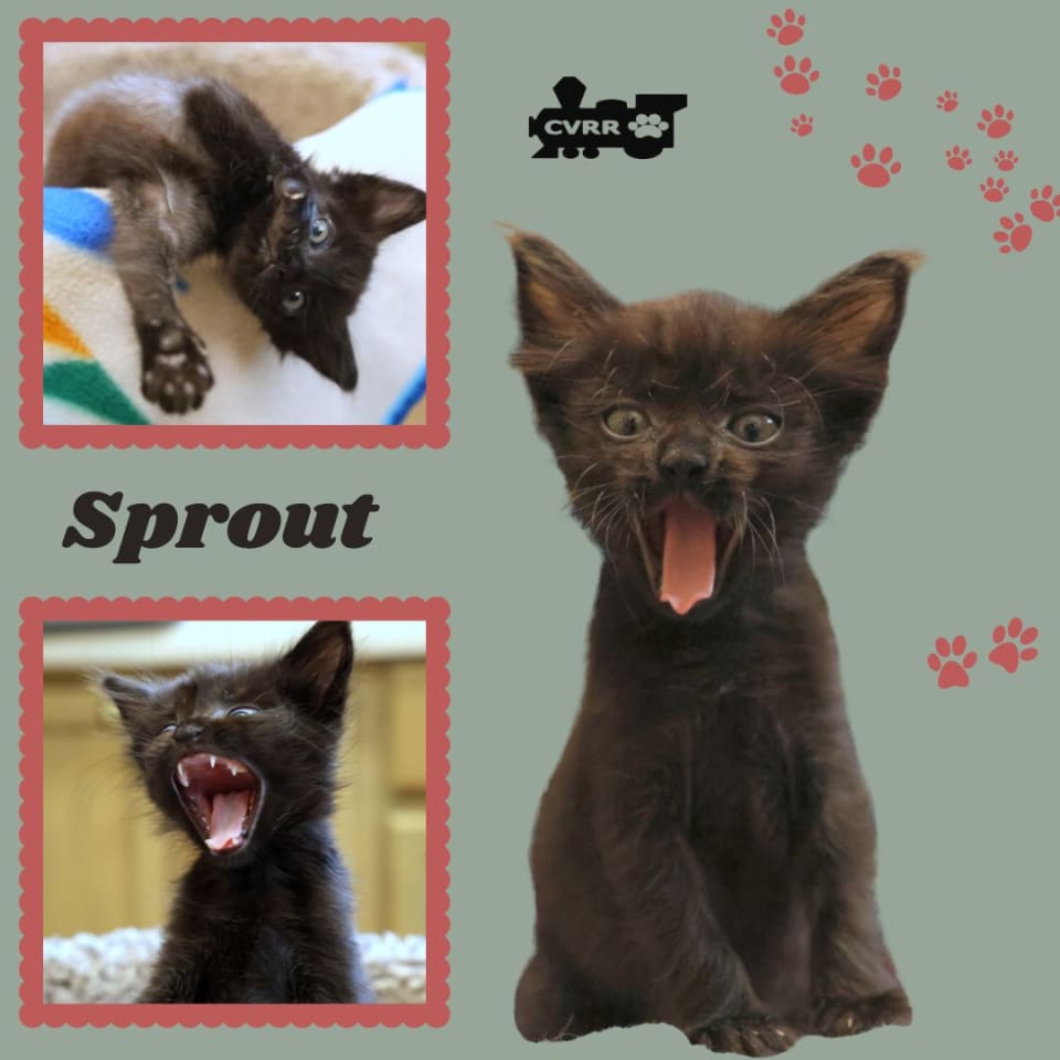 Photo of Sprout (kitten)
