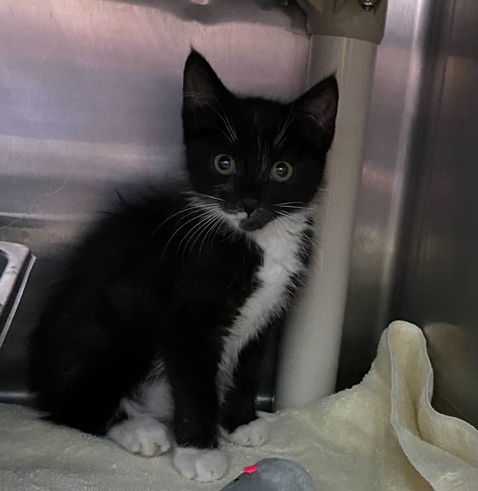 Photo of Adele - At shelter
