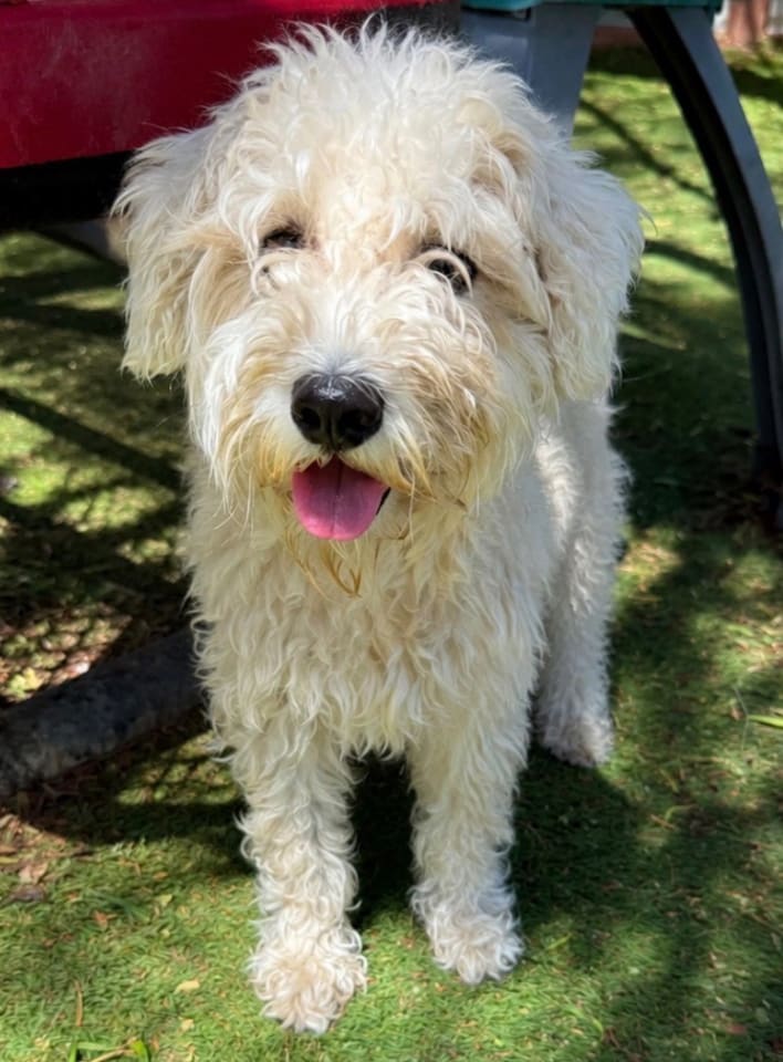 Photo of Brinkley