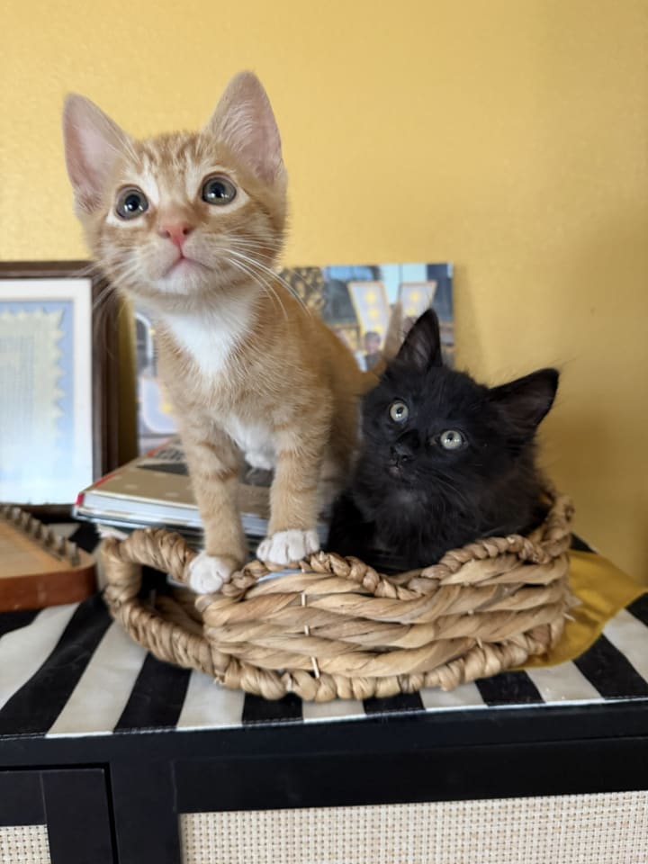 Photo of maple