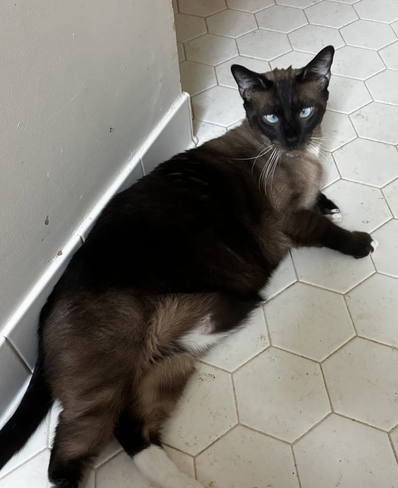 Photo of Charlie AFFECTIONATE
