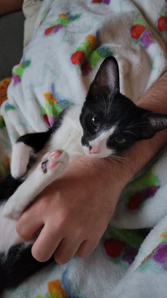 Photo of Oreo