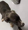 Photo of NITRO