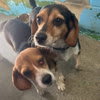 Photo of Pip - At shelter available 8/31