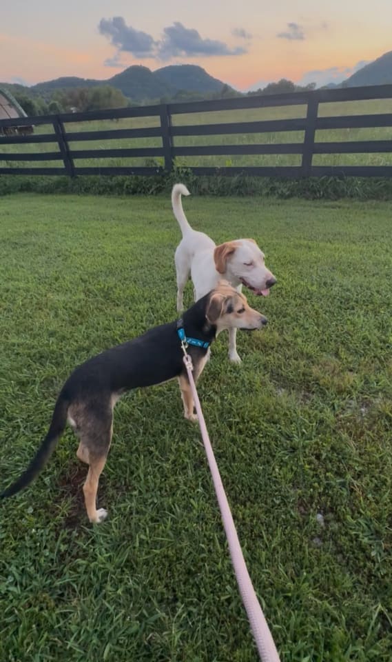 Photo of Ravioli *foster, foster-to-adopt