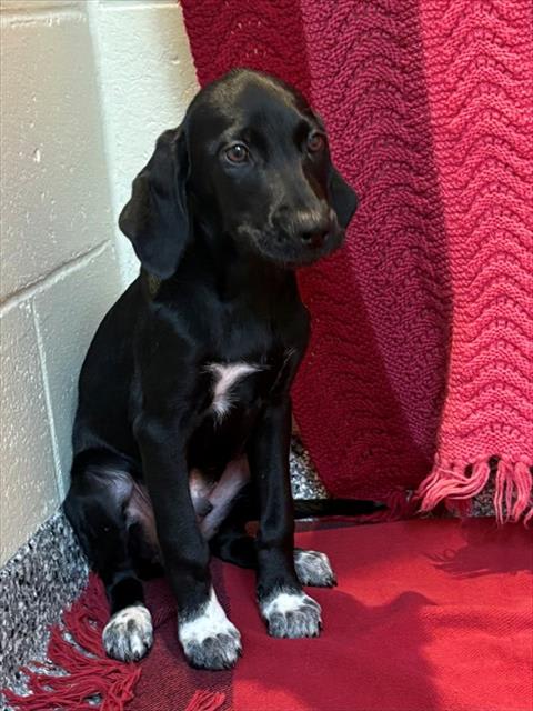 Photo of DEACON
