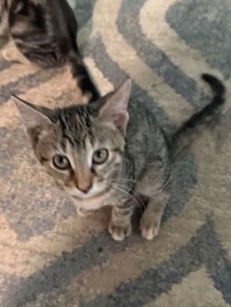 Photo of Bindi