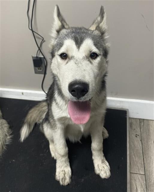 Photo of PATAGONIA- PENDING ADOPTION