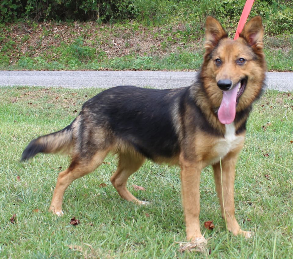 Photo of Dog