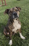 Photo of PEPPERMINT