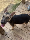 Photo of 261121 Jango