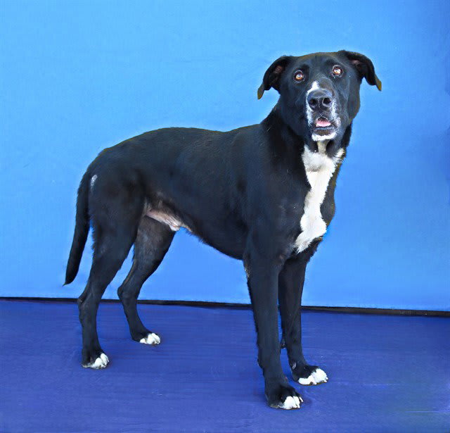 Photo of OREO