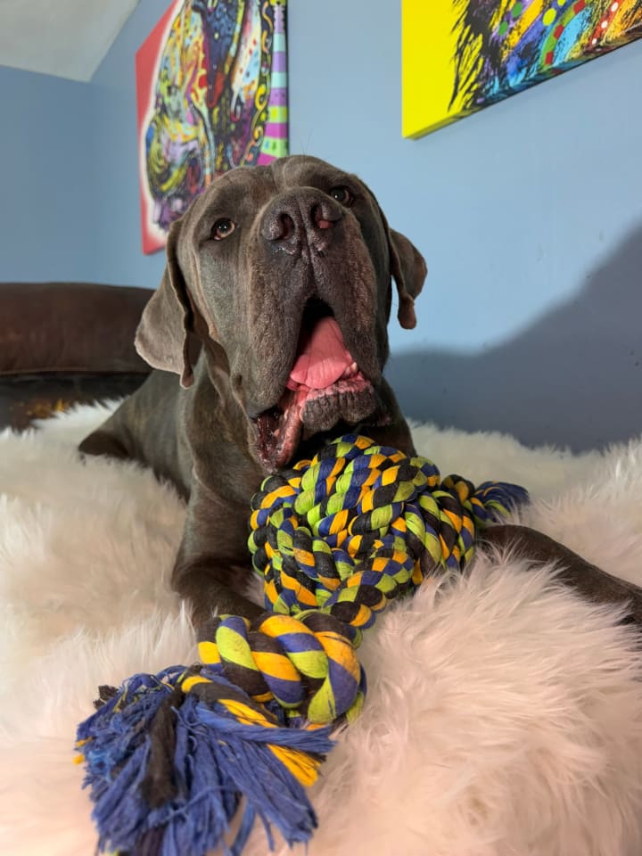 Photo of Trapper