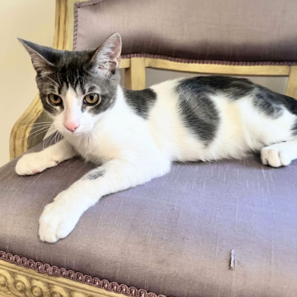 Photo of Gizmo 2