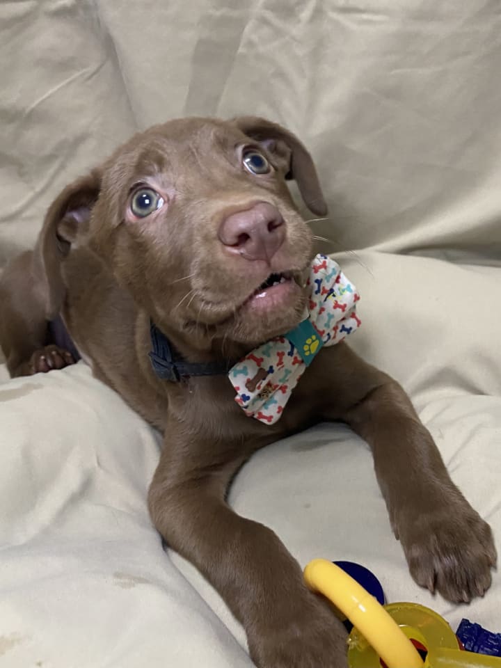 Photo of Brownie