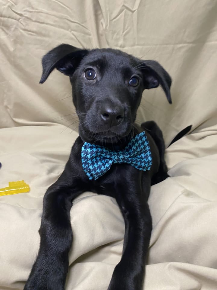 Photo of Vader