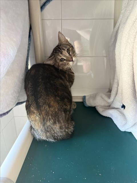 Photo of PAPRIKA
