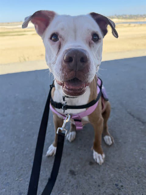 Photo of STELLA