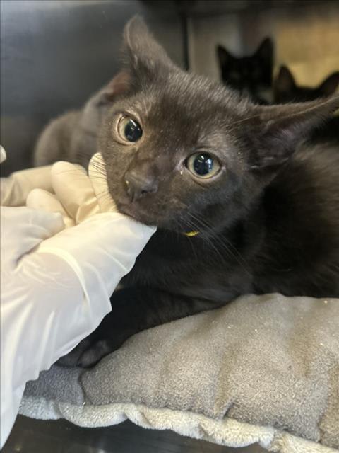 Photo of PHOENIX