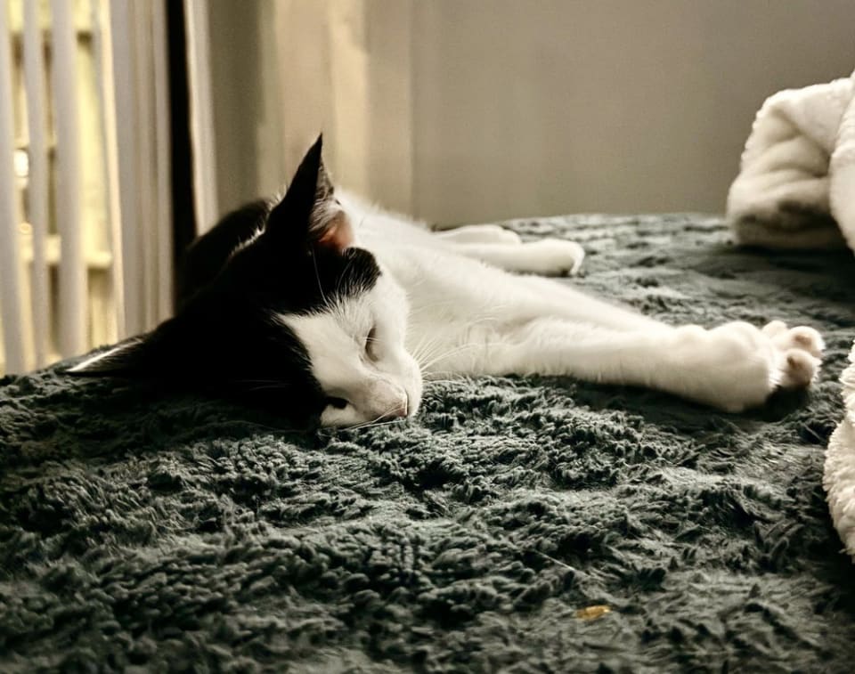 Photo of Snoopy