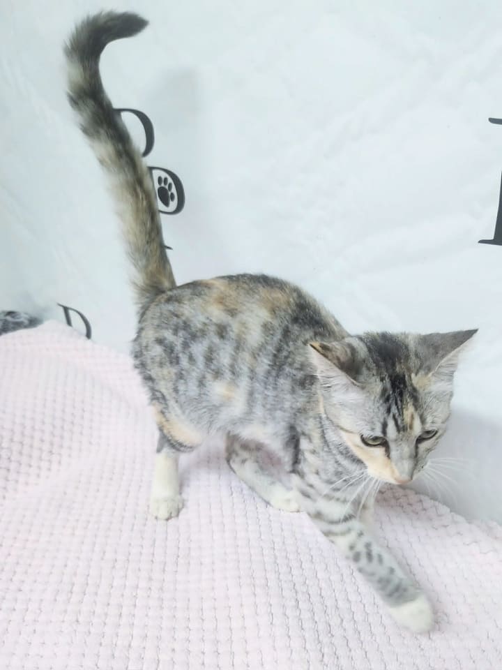 Photo of Marshmallow