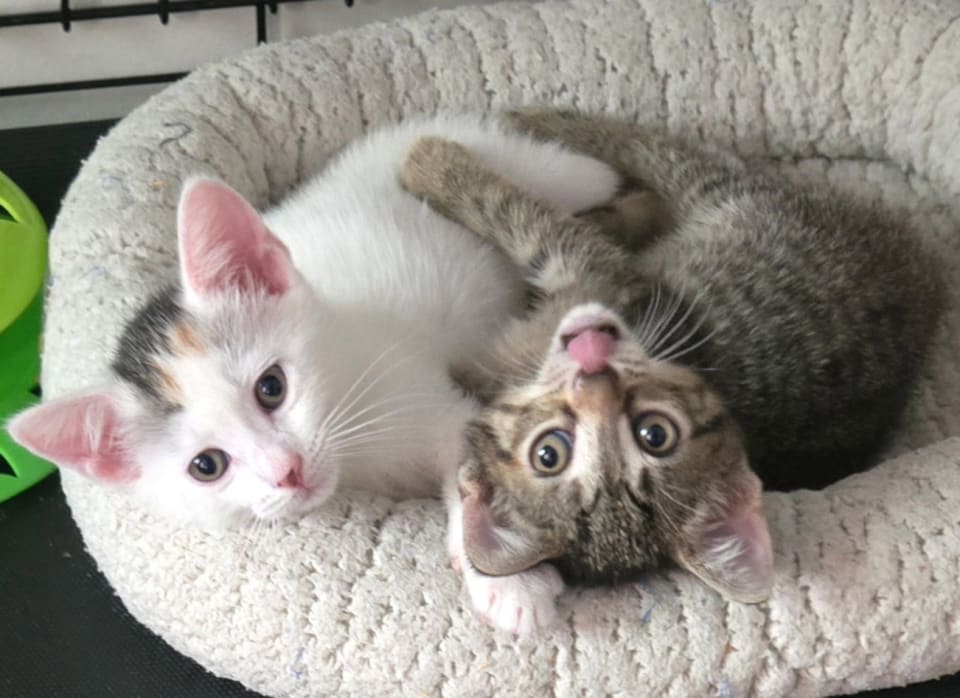 Photo of Anya and Elsa