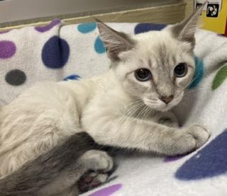 Photo of Luna