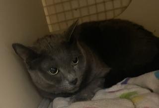 Photo of Shadow