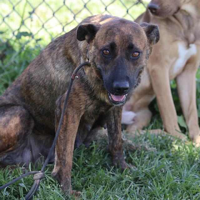 Photo of DUTCHESS