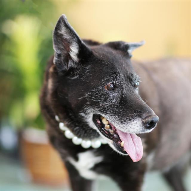 Photo of DAKOTA