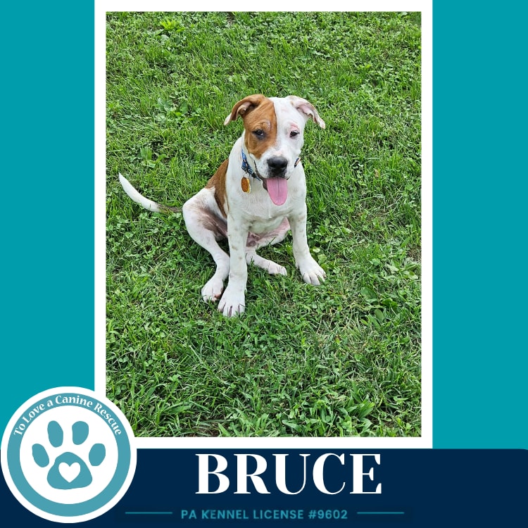 Photo of Bruce (B Buds) 082926
