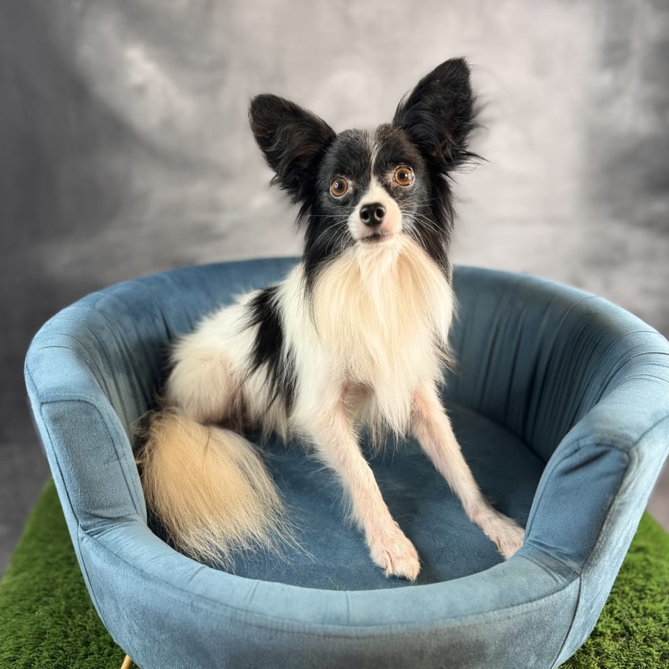 Photo of Gunner