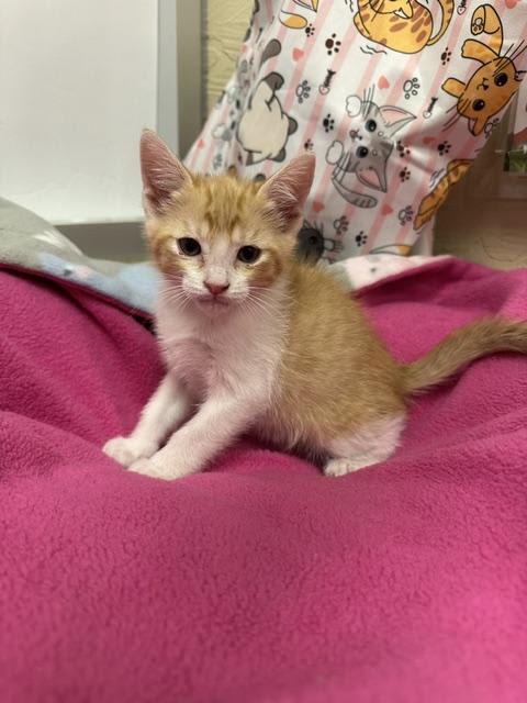 Photo of Louie