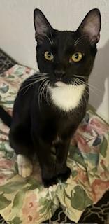 Photo of Romeo