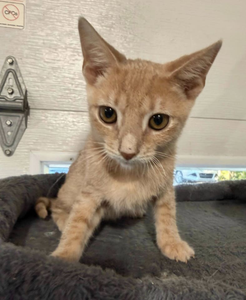Photo of Sampson * IN FOSTER